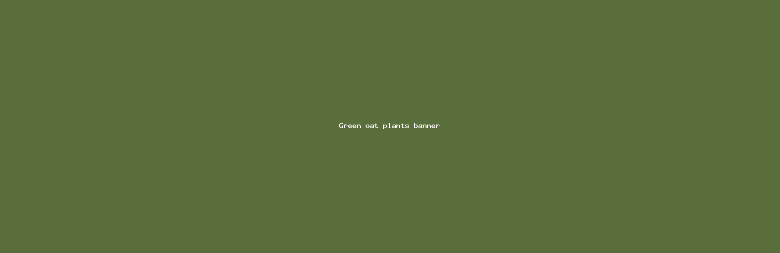 Green oat plants